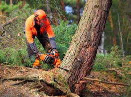 Best Tree Planting  in Moorhead, MN