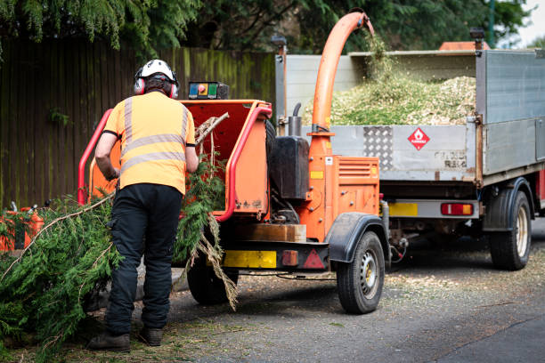 Trusted Moorhead, MN Tree Removal Experts