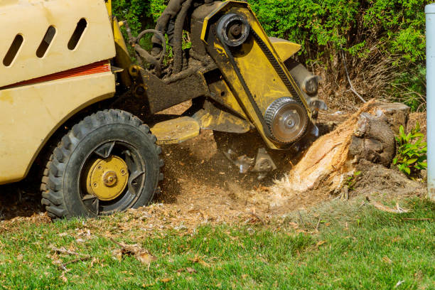 How Our Tree Care Process Works  in  Moorhead, MN