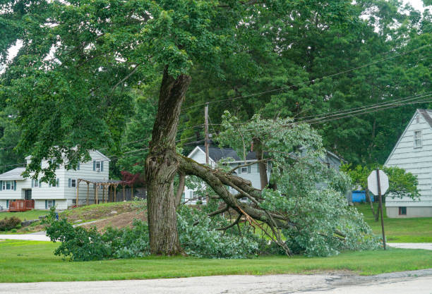 Best Tree Health Inspection  in Moorhead, MN