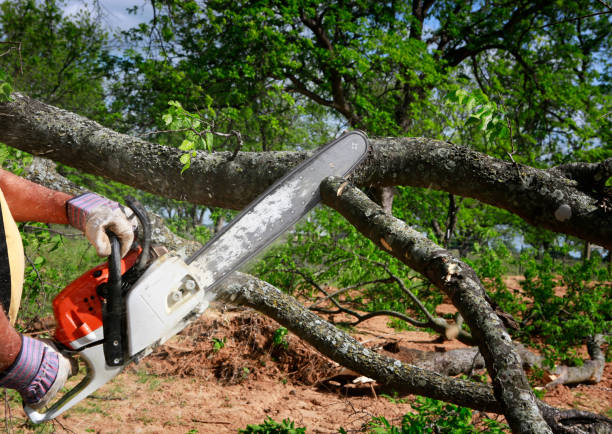 Best Fruit Tree Pruning  in Moorhead, MN